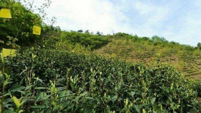 绿色食品标签标准号：解码背后的品质承诺