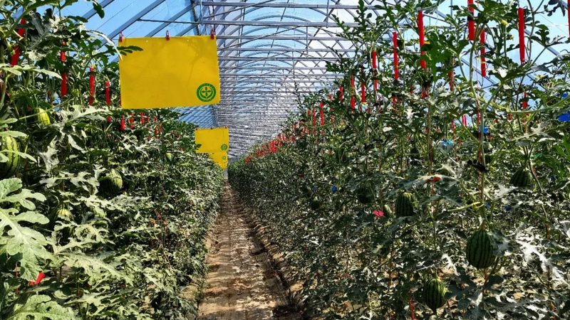 果蔬配送验收标准规范：确保品质，保障安全